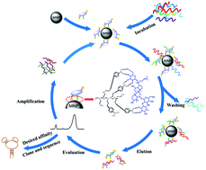 Graphical abstract: PEI-assisted boronate affinity magnetic nanoparticle-based SELEX for efficient in vitro evolution of saponin-binding aptamers
