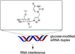 Graphical abstract: Synthesis and evaluation of modified siRNA molecules containing a novel glucose derivative