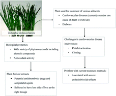 Graphical abstract: Antithrombogenic properties of Tulbaghia violacea aqueous leaf extracts: assessment of platelet activation and whole blood clotting kinetics
