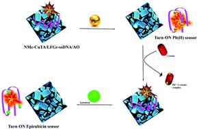 Graphical abstract: A Turn-ON fluorometric biosensor based on ssDNA immobilized with a metal phenolic nanomaterial for the sequential detection of Pb(ii) and epirubicin cancer drug