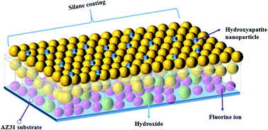 Graphical abstract: Silane coatings modified with hydroxyapatite nanoparticles to enhance the biocompatibility and corrosion resistance of a magnesium alloy