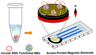 Graphical abstract: A PCR-free screen-printed magnetic electrode for the detection of circular RNA from hepatocellular cancer based on a back-splice junction