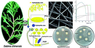 Graphical abstract: Sabina chinensis leaf extracted and in situ incorporated polycaprolactone/polyvinylpyrrolidone electrospun microfibers for antibacterial application