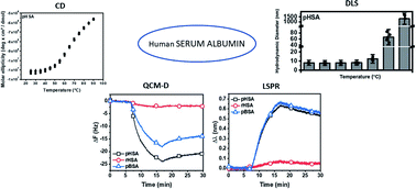 Graphical abstract: Conformational stability as a quality attribute for the cell therapy raw material human serum albumin