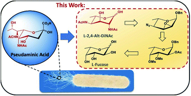 Graphical abstract: An efficient and scalable synthesis of 2,4-di-N-acetyl-l-altrose (l-2,4-Alt-diNAc)