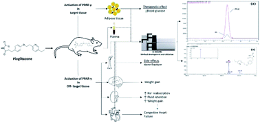 Graphical abstract: Development and validation of a sensitive LC-MS/MS method for pioglitazone: application towards pharmacokinetic and tissue distribution study in rats