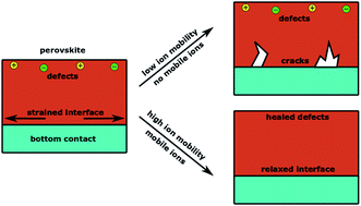 Graphical abstract: Ion migration drives self-passivation in perovskite solar cells and is enhanced by light soaking