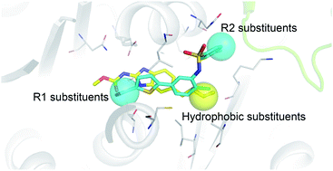 Graphical abstract: Structural insights into targeting of the colchicine binding site by ELR510444 and parbendazole to achieve rational drug design