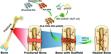 Graphical abstract: Polydopamine functionalized VEGF gene-activated 3D printed scaffolds for bone regeneration