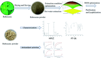 Graphical abstract: Polysaccharide from rubescens: extraction, optimization, characterization and antioxidant activities