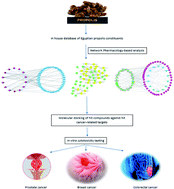 Graphical abstract: Network pharmacology-based analysis for unraveling potential cancer-related molecular targets of Egyptian propolis phytoconstituents accompanied with molecular docking and in vitro studies