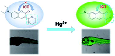 Graphical abstract: A novel coumarin-based colorimetric and fluorescent probe for detecting increasing concentrations of Hg2+ in vitro and in vivo