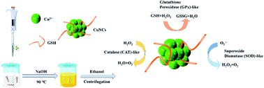 Graphical abstract: Ultrasmall copper nanoclusters with multi-enzyme activities