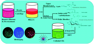Graphical abstract: Improved biorefinery pathways of marine diatoms using a water miscible ionic liquid and its colloidal solution: efficient lipid extraction and in situ synthesis of fluorescent carbon dots for bio-imaging applications