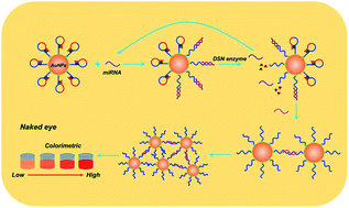 Graphical abstract: Visual detection of heart failure associated MiRNA with DSN enzyme-based recycling amplification strategy