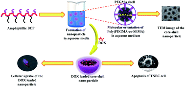 Graphical abstract: RAFT polymerization mediated core–shell supramolecular assembly of PEGMA-co-stearic acid block co-polymer for efficient anticancer drug delivery