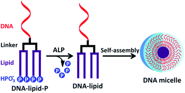 Graphical abstract: Enzymatic dephosphorylation-triggered self-assembly of DNA amphiphiles