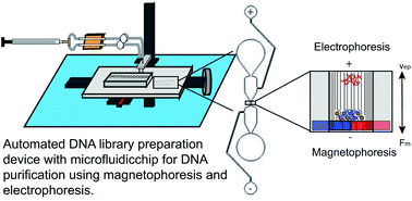 Graphical abstract: Integrated magneto–electrophoresis microfluidic chip purification on library preparation device for preimplantation genetic testing for aneuploidy detection