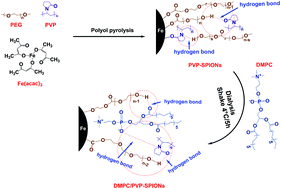 Graphical abstract: 1,2-Dimyristoyl-sn-glycero-3-phosphocholine promotes the adhesion of nanoparticles to bio-membranes and transport in rat brain