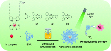 Graphical abstract: BSA-encapsulated cyclometalated iridium complexes as nano-photosensitizers for photodynamic therapy of tumor cells
