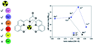 Graphical abstract: Metal ion size profoundly affects H3glyox chelate chemistry