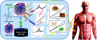 Graphical abstract: Novel Schiff base cobalt(ii) phthalocyanine with appliance of MWCNTs on GCE: enhanced electrocatalytic activity behaviour of α-amino acids