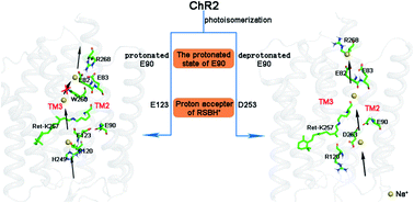 Graphical abstract: The effect on ion channel of different protonation states of E90 in channelrhodopsin-2: a molecular dynamics simulation