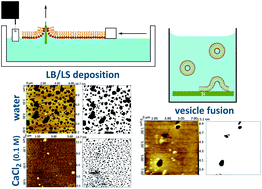 Graphical abstract: A quantitative determination of lipid bilayer deposition efficiency using AFM