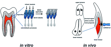 Graphical abstract: Mesoporous calcium silicate nanoparticles for superficial dental tissue reconstruction, in vitro and in vivo