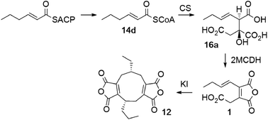 Graphical abstract: In vitro studies of maleidride-forming enzymes