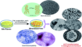 Graphical abstract: Mineralization of calcium phosphate induced by a silk fibroin film under different biological conditions