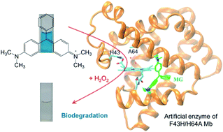 Graphical abstract: Efficient biodegradation of malachite green by an artificial enzyme designed in myoglobin