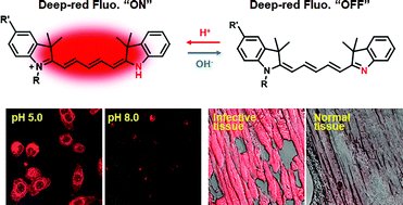 Graphical abstract: Unsymmetrical pentamethine cyanines for visualizing physiological acidities from the whole-animal to the cellular scale with pH-responsive deep-red fluorescence