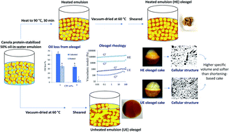 Graphical abstract: Canola protein thermal denaturation improved emulsion-templated oleogelation and its cake-baking application