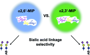 Graphical abstract: Discrimination between sialic acid linkage modes using sialyllactose-imprinted polymers