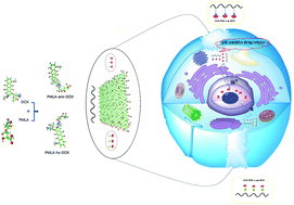 Graphical abstract: Conjugation of a smart polymer to doxorubicin through a pH-responsive bond for targeted drug delivery and improving drug loading on graphene oxide