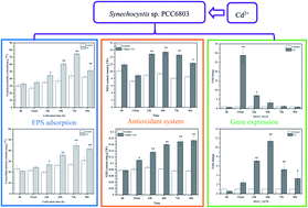 Graphical abstract: Biosorption behavior and mechanism of cadmium from aqueous solutions by Synechocystis sp. PCC6803