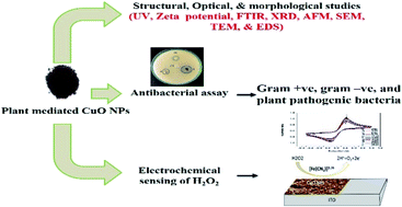 Graphical abstract: Tunable electrochemistry and efficient antibacterial activity of plant-mediated copper oxide nanoparticles synthesized by Annona squamosa seed extract for agricultural utility