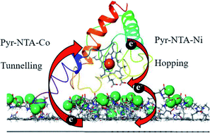 Graphical abstract: Molecular mechanism of direct electron transfer in the robust cytochrome-functionalised graphene nanosystem