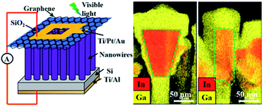 Graphical abstract: Dual-wavelength visible photodetector based on vertical (In,Ga)N nanowires grown by molecular beam epitaxy