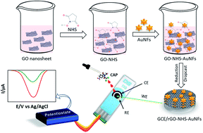 Graphical abstract: N-Hydroxysuccinimide crosslinked graphene oxide–gold nanoflower modified SPE electrode for sensitive detection of chloramphenicol antibiotic