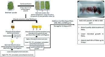 Graphical abstract: Betel (Piper betle L.) leaf ethanolic extracts dechlorophyllized using different methods: antioxidant and antibacterial activities, and application for shelf-life extension of Nile tilapia (Oreochromis niloticus) fillets