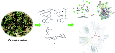 Graphical abstract: Two novel oxetane containing lignans and a new megastigmane from Paronychia arabica and in silico analysis of them as prospective SARS-CoV-2 inhibitors