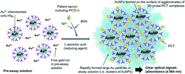 Graphical abstract: One-step-immunoassay of procalcitonin enables rapid and accurate diagnosis of bacterial infection