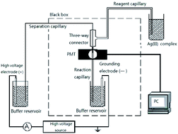 Graphical abstract: Determination of folic acid by capillary zone electrophoresis with indirect chemiluminescence detection