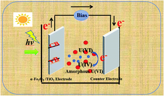 Graphical abstract: Organic acid mediated photoelectrochemical reduction of U(vi) to U(iv) in waste water: electrochemical parameters and spectroscopy