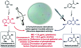 Graphical abstract: First total synthesis of chromanone A, preparation of related compounds and evaluation of their antifungal activity against Candida albicans, a biofilm forming agent