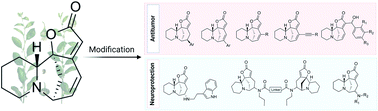 Graphical abstract: Unique indolizidine alkaloid securinine is a promising scaffold for the development of neuroprotective and antitumor drugs