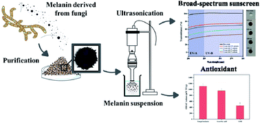 Graphical abstract: Fungal melanin as a biocompatible broad-spectrum sunscreen with high antioxidant activity