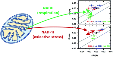 Graphical abstract: Distinguishing chemically induced NADPH- and NADH-related metabolic responses using phasor analysis of UV-excited autofluorescence